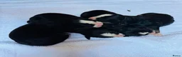 Bernese Mountain Dog dogs for sale: Bernese Mountain Dog - Advert 3