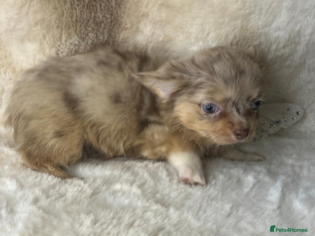 Chihuahua dogs for sale: Chihuahua long coat. Marble  - Image 25