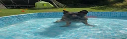 Belgian Shepherd Dog dogs for sale: 1 year old female Belgian malinos  - Advert 23