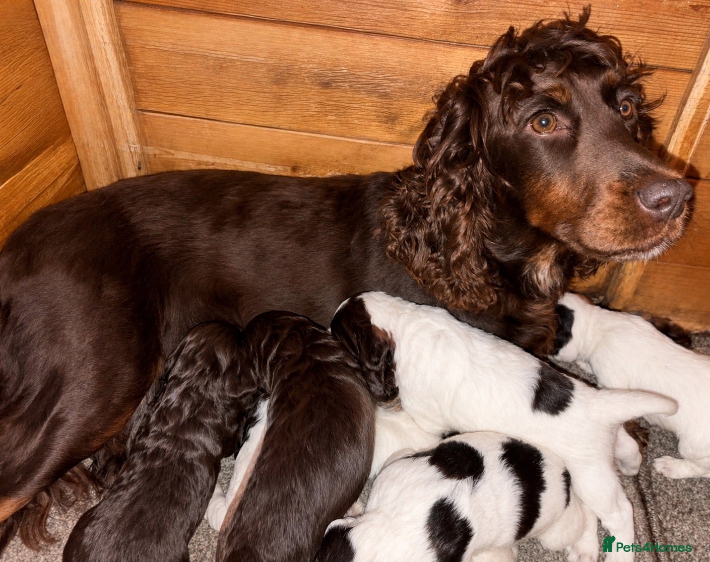 Cocker Spaniel dogs 🐶💫Traditional Working Cocker pups🐶💫 - Advert 1