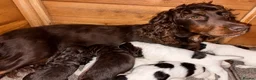Cocker Spaniel dogs for sale: 🐶💫Traditional Working Cocker pups🐶💫 in Middlewich - Advert 1