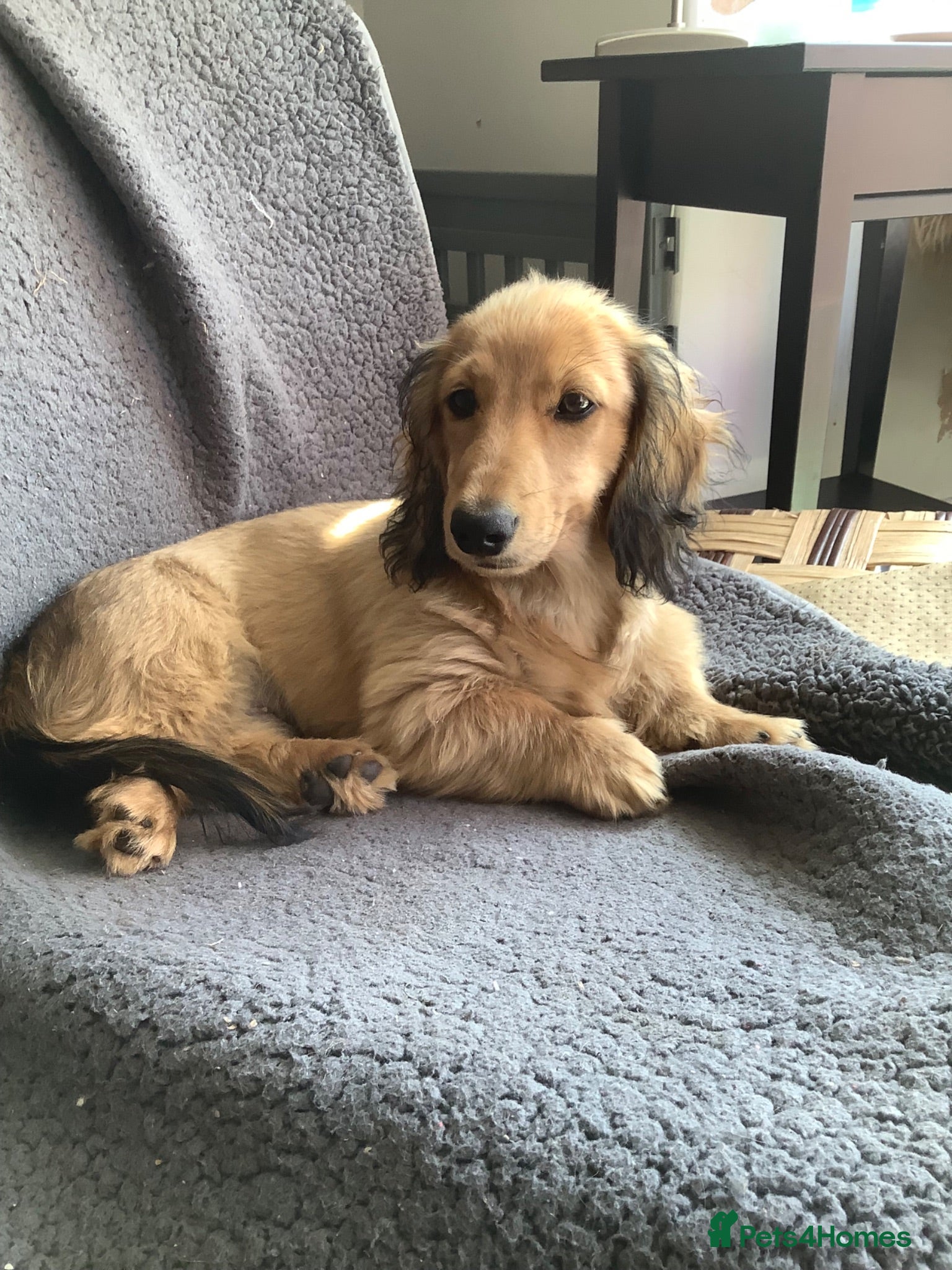 Miniature Dachshund dogs Kc reg long hair mini dachshunds dna parents  - Advert 14