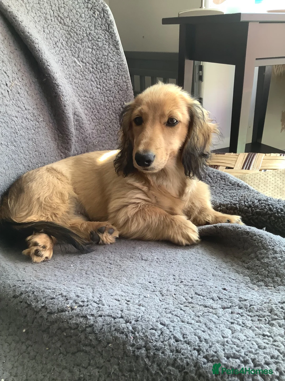 Miniature Dachshund dogs for sale: Kc reg long hair mini dachshunds dna parents  - Advert 2