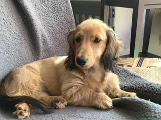 Miniature Dachshund dogs Kc reg long hair mini dachshunds dna parents - Advert 14