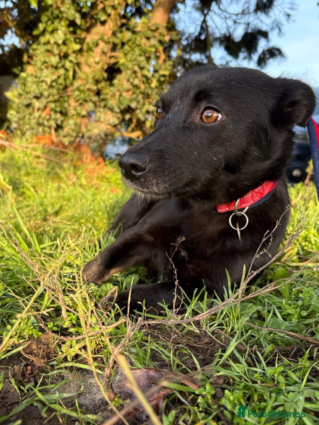 Mixed Breed dogs for adoption: Melody - Norwich Norfolk  - Advert 13