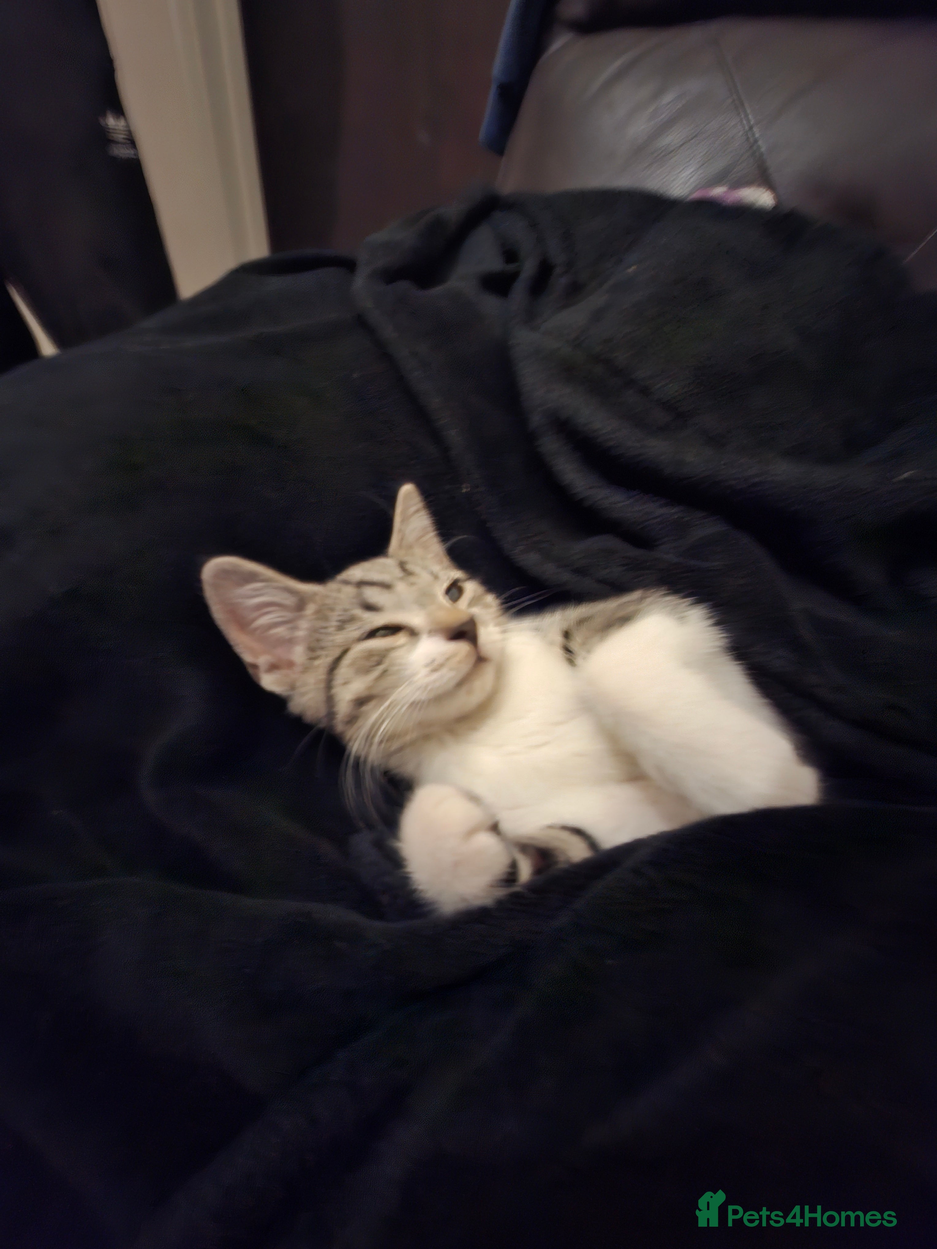 Domestic Shorthair cats Lovely male cat - Advert 3