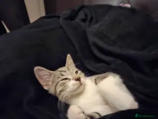 Domestic Shorthair cats Lovely male cat - Advert 3