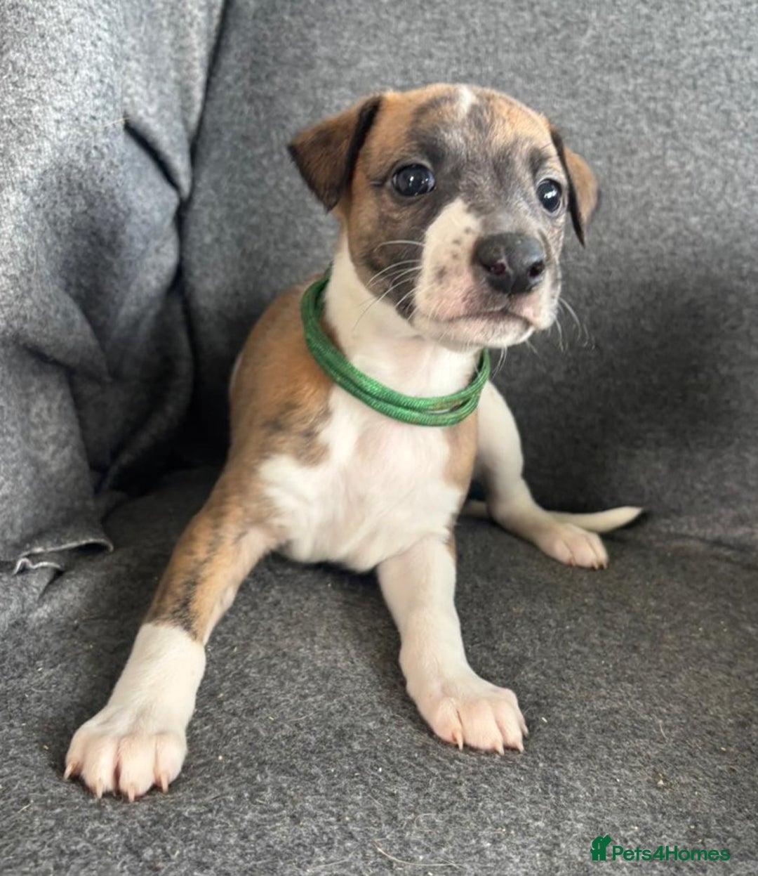 Whippet dogs for sale: KC Reg Whippet 3xM 3xF - Image 6