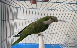 Parakeets birds for sale: Males and females DNA tested Quaker parrots babies - Image 21