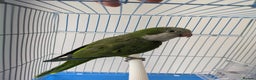 Parakeets birds for sale: Males and females DNA tested Quaker parrots babies - Advert 12
