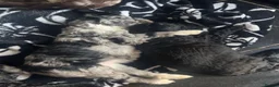 Sproodle dogs for sale: STUNNING F2 MERLE SPROODLES - Advert 10