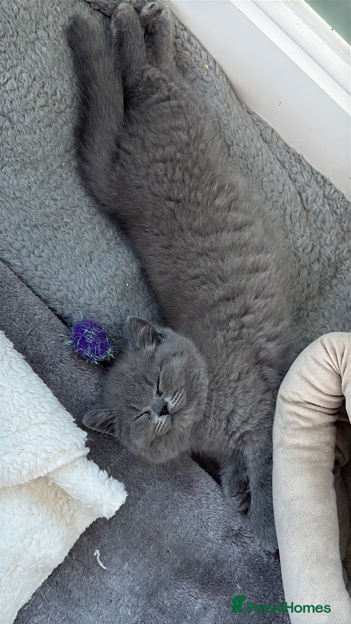 British Shorthair cats Gorgeous chunky bsh blue kittens  - Advert 1