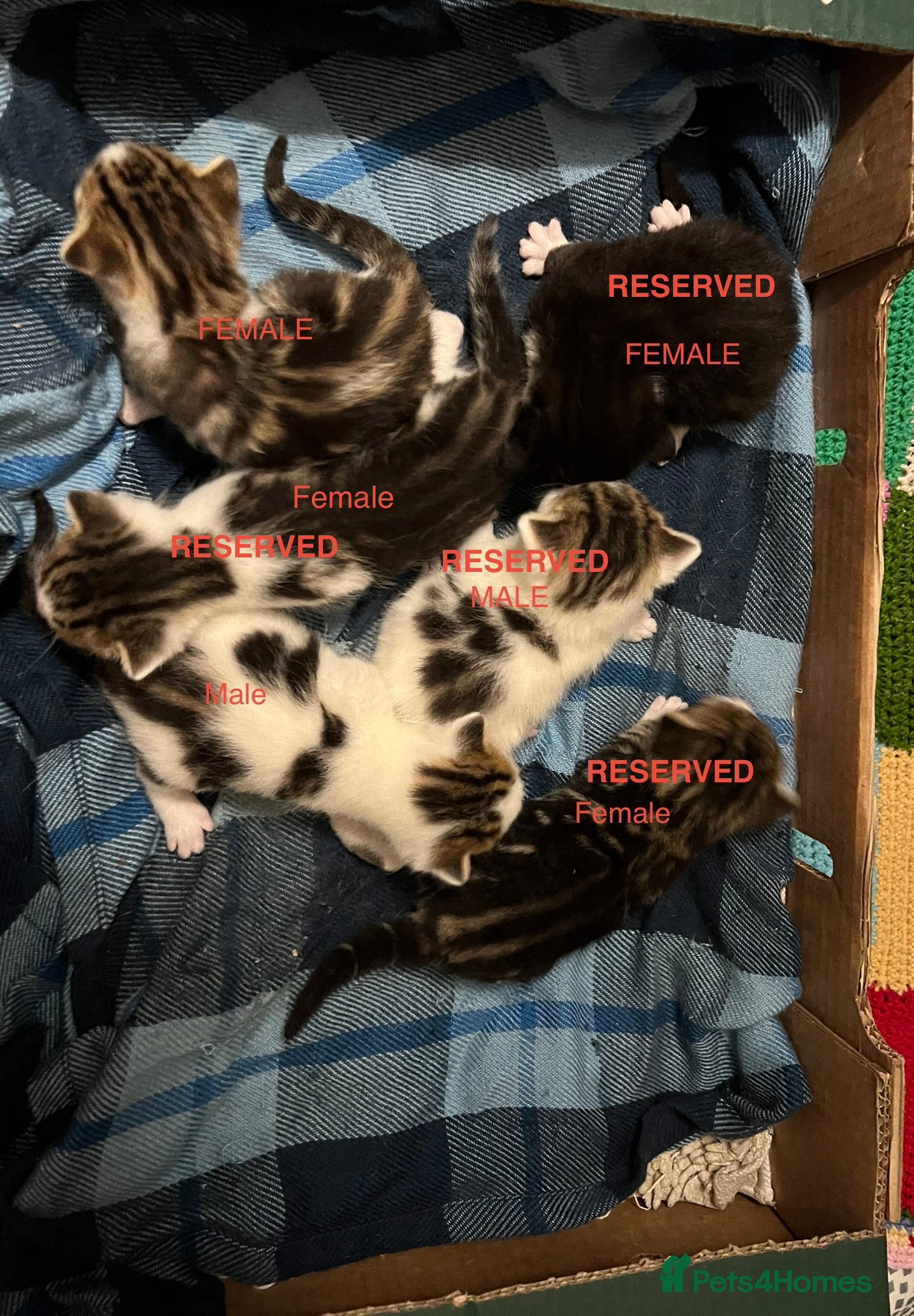 Mixed Breed cats 4 kittens available for sale - Advert 1