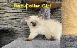 Ragdoll cats for sale: Beautiful ragdoll kittens - Image 31
