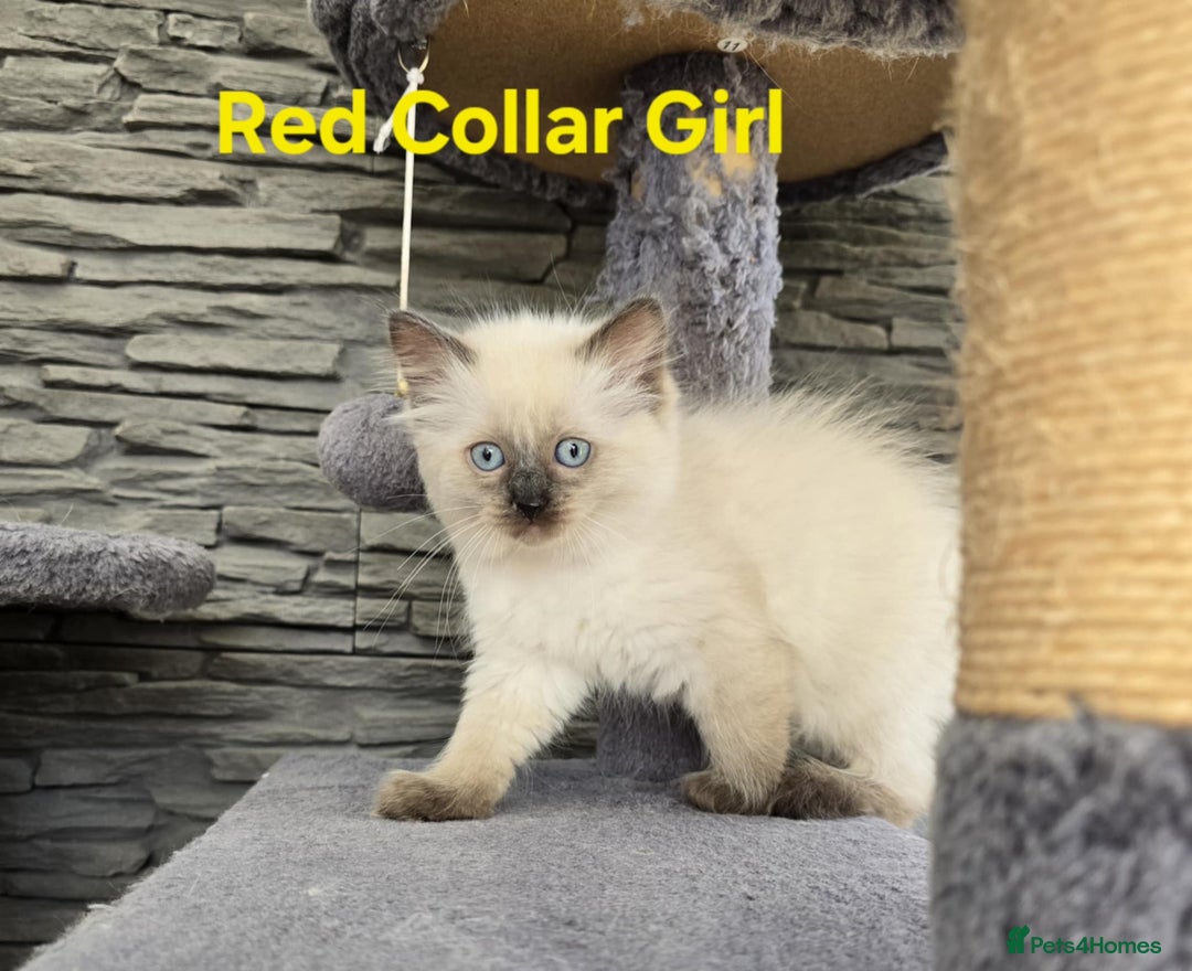 Ragdoll cats for sale: Beautiful ragdoll kittens - Image 31