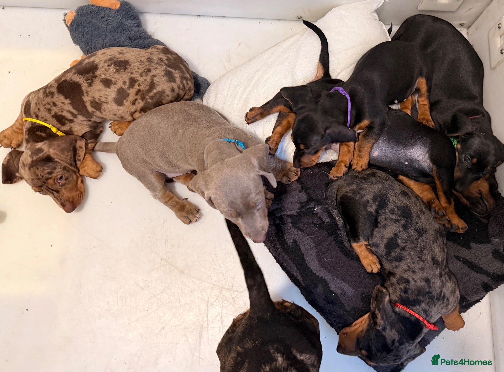 Dachshund dogs Beautiful Dachshund Puppies  - Advert 2