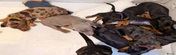 Dachshund dogs for sale: Beautiful Dachshund Puppies  - Advert 2