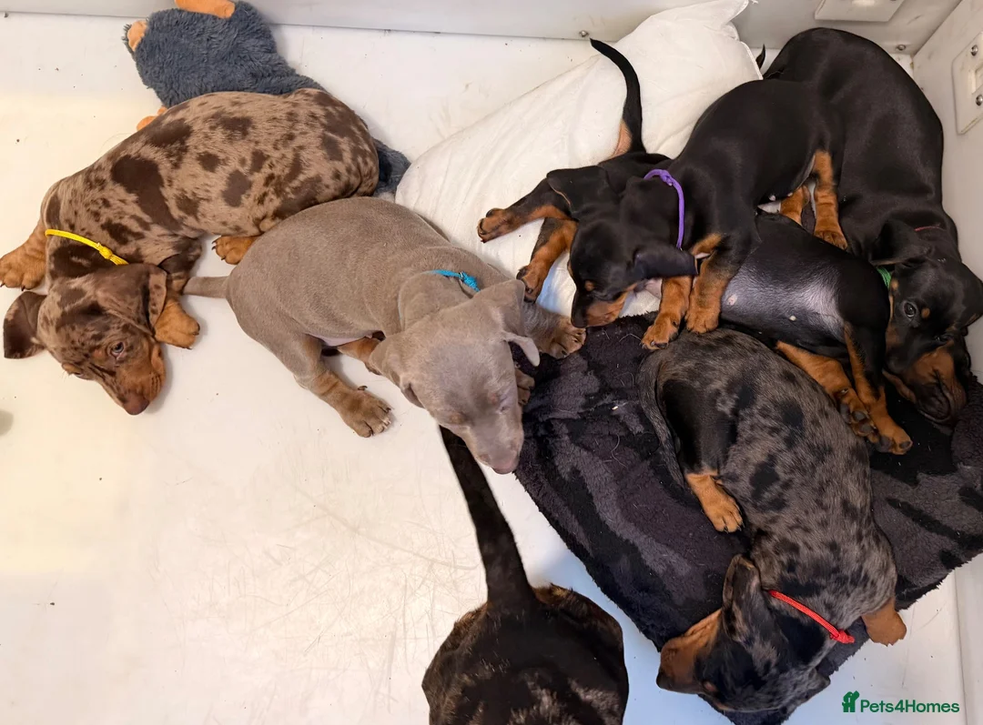 Dachshund dogs for sale: Beautiful Dachshund Puppies  - Advert 2
