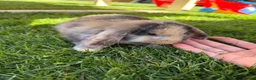 Mini Lop rabbits for sale: Mixed Mini Lop baby rabbits  in Maidstone - Advert 7
