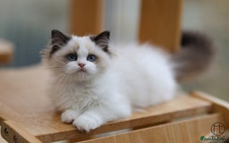 Ragdoll cats for sale: GCCF Sweet Ragdoll girl champion line - Image 5