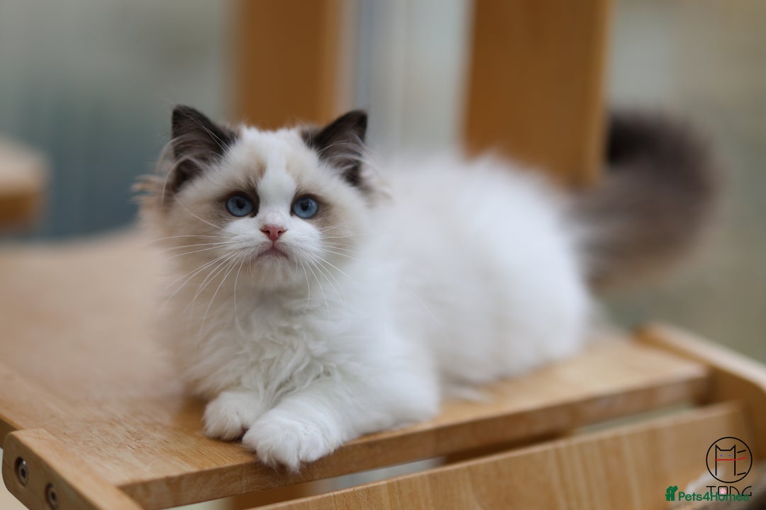 Ragdoll cats for sale: GCCF Sweet Ragdoll girl champion line - Image 5