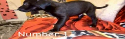 Mixed Breed dogs for sale: Athena x Ares Puppies – Not for Everyone in Manchester - Advert 3