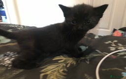 British Shorthair cats for sale: Looking for there forever homes  - Image 7