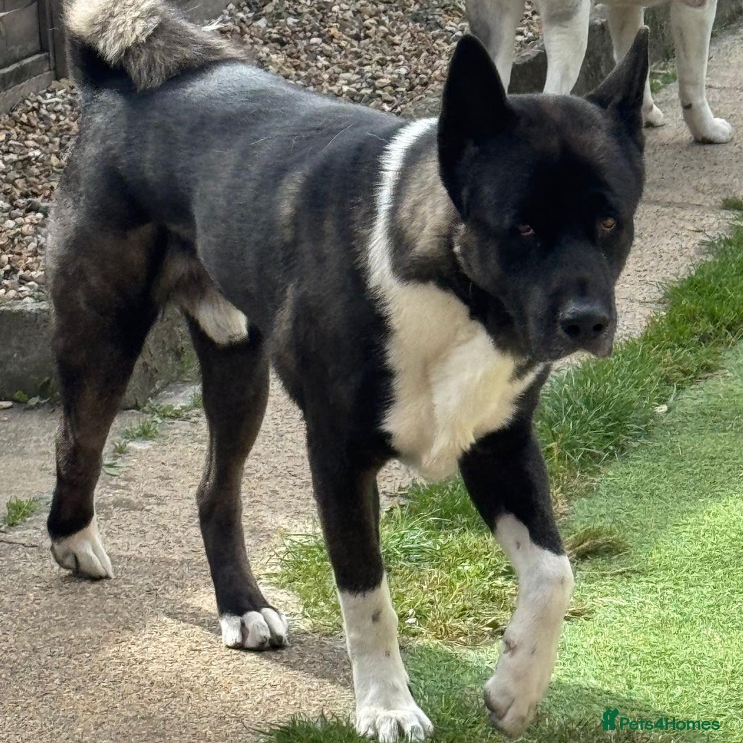 Akita dogs for stud: Pasha The Akita for Stud - Image 4