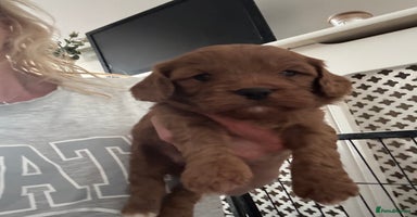 Cavapoo dogs - Advert 10