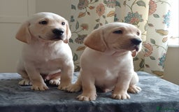 Labrador Retriever dogs for sale: PUPPIES 🐶🐾 - Image 3
