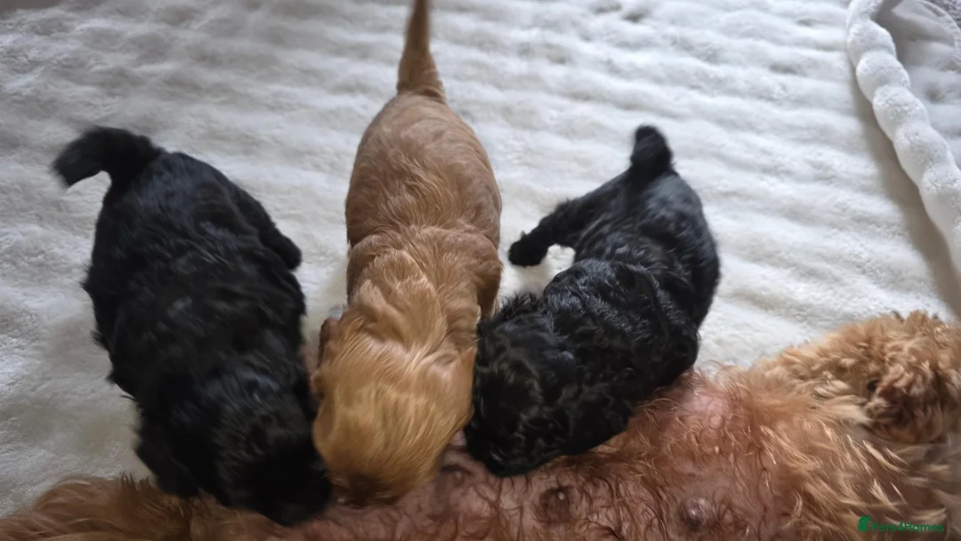 Mixed Breed dogs for sale: Mrs Sylvia Archer in Stafford - Advert 2