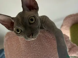 Sphynx cats Loving Sphynx needs a new home - Advert 3