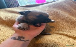 Mixed Breed dogs for sale: German Shepherd cross puppies - Image 14