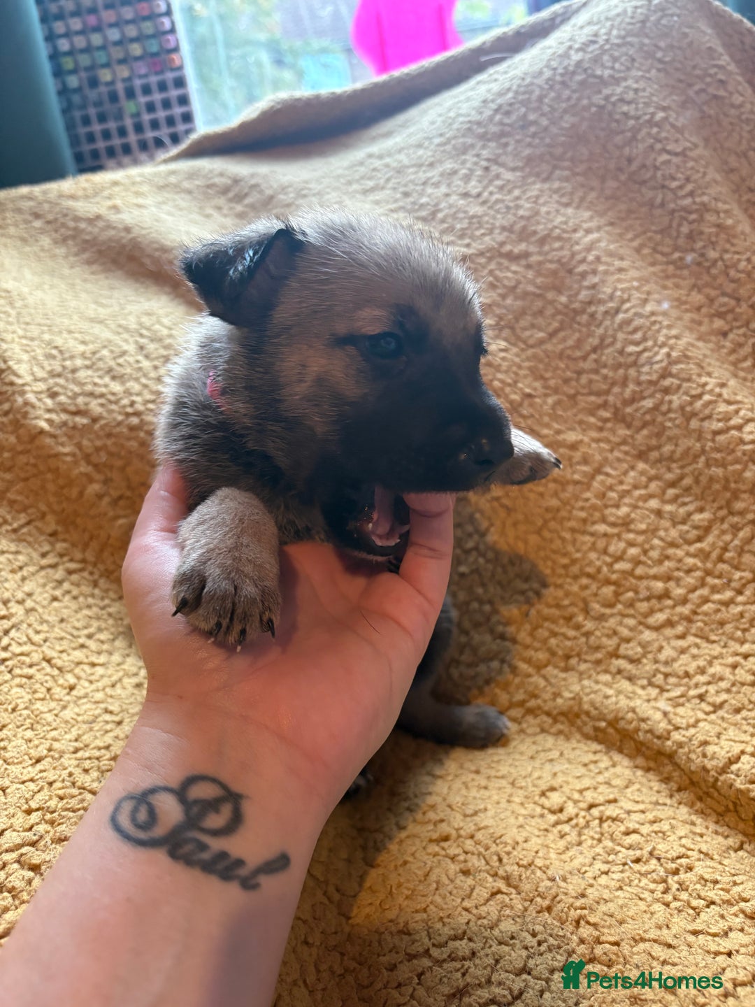 Mixed Breed dogs for sale: German Shepherd cross puppies - Image 14