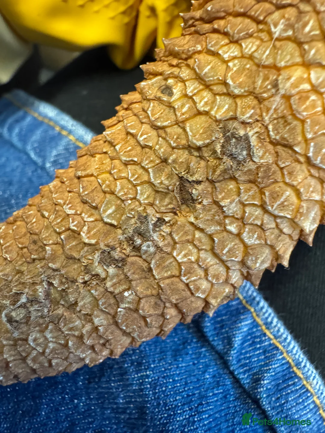 Bearded Dragon reptiles for sale: https://gofund.me/a7b816115 - Advert 6