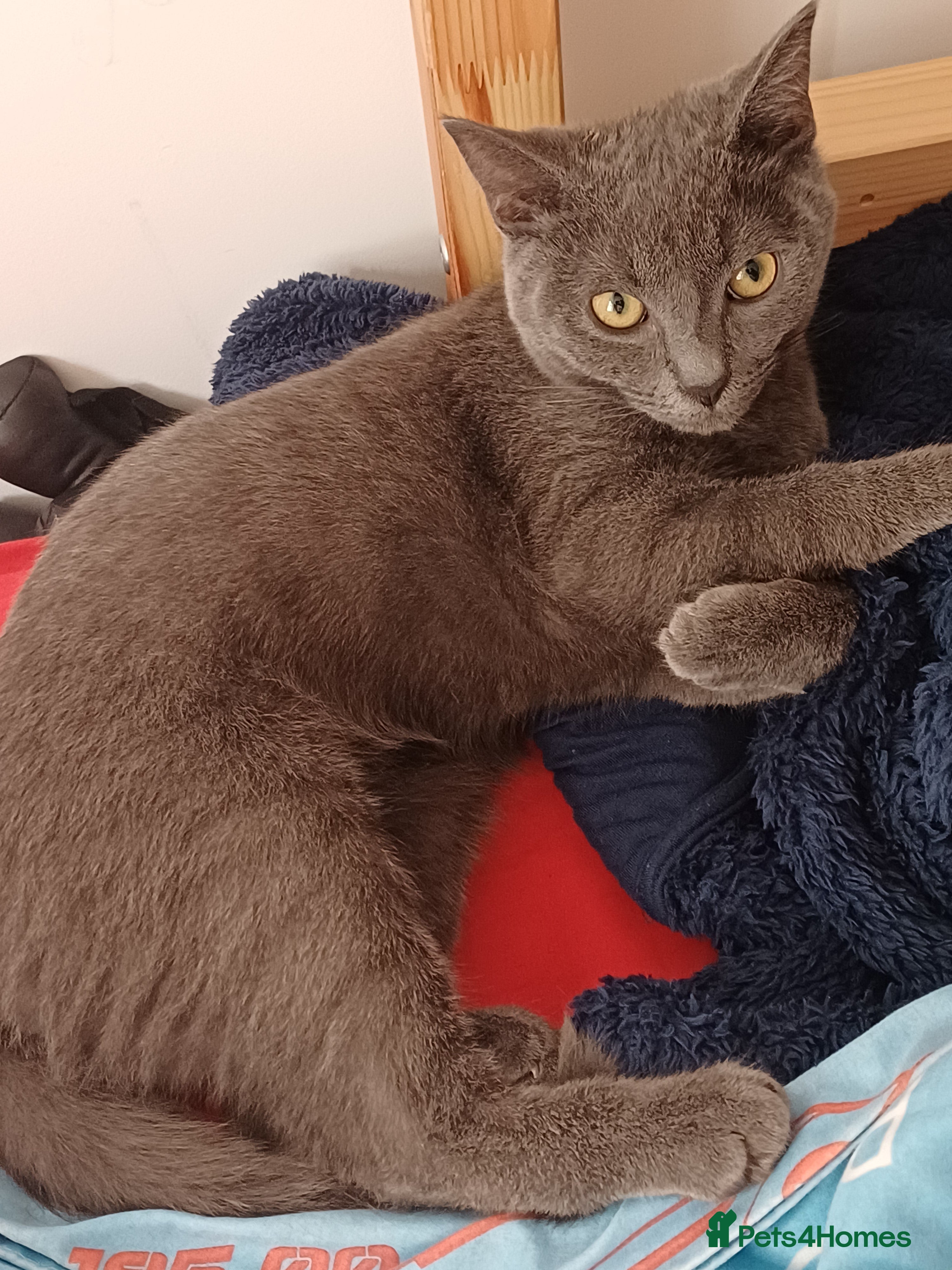 Russian Blue cats Russain blue  - Advert 3