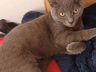 Russian Blue cats Russain blue - Advert 3