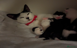 Mixed Breed cats for sale: Kitten Beau  - Image 21