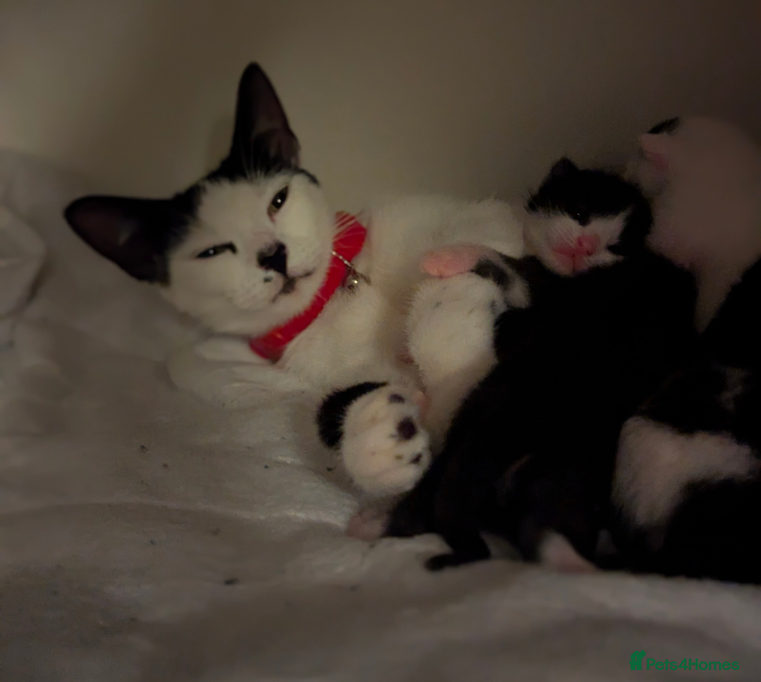 Mixed Breed cats for sale: Kitten Beau  - Image 21