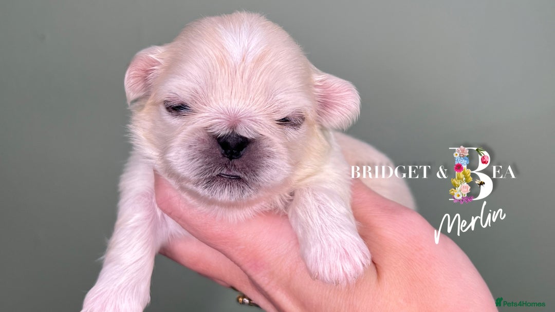 Pekingese dogs for sale: 🩷QUALITY BOYS & GIRLS🩵 - Advert 2