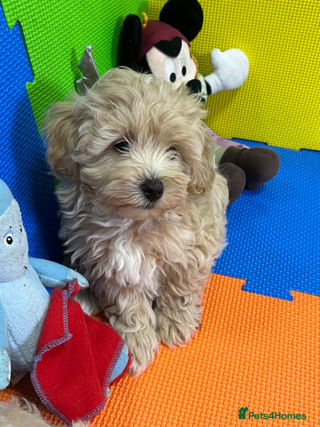 Maltipoo dogs for sale: ❤️3 Maltipoo F1 Babies❤️ - Advert 5