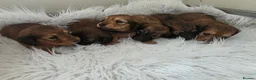 Miniature Dachshund dogs for sale: STUNNING KC SHADED RED LONG HAIR - Advert 36