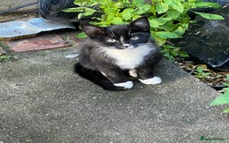 Domestic Shorthair cats for sale: Ekaterine  - Image 4