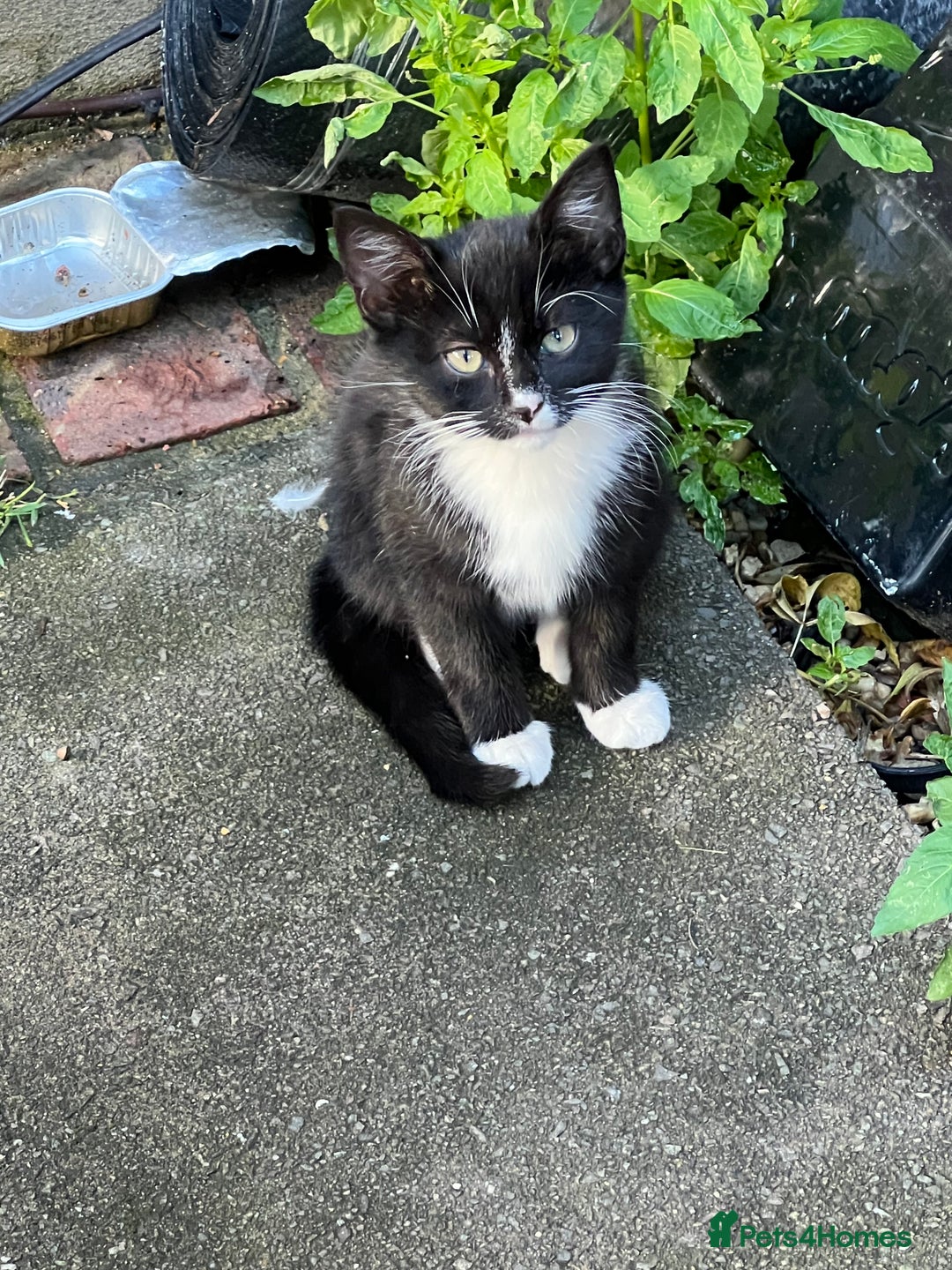 Domestic Shorthair cats for sale: Ekaterine  - Image 4