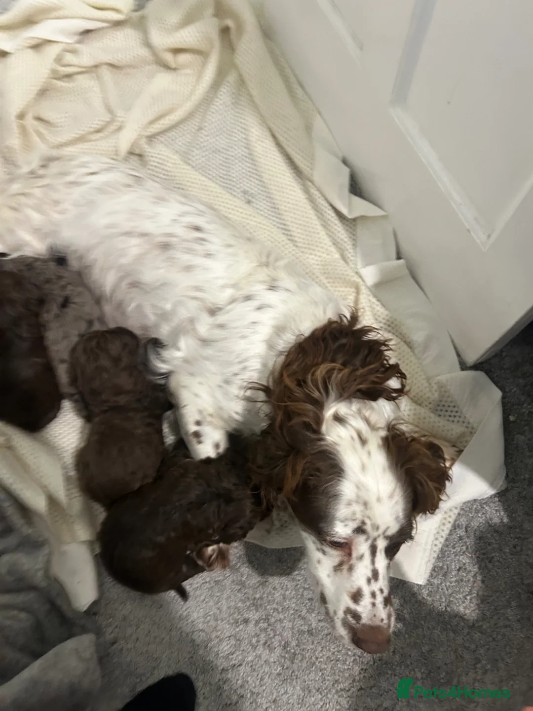 Cockapoo dogs for sale: F1 miniature cockerpoos  - Advert 15