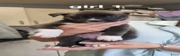Mixed Breed dogs for sale: Staffy cross husky pups in Leicester - Advert 8