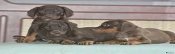 Mixed Breed dogs for sale: Unique hybrid dobermann puppies - Advert 10