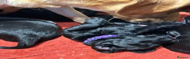 Labradoodle 7 purple collar