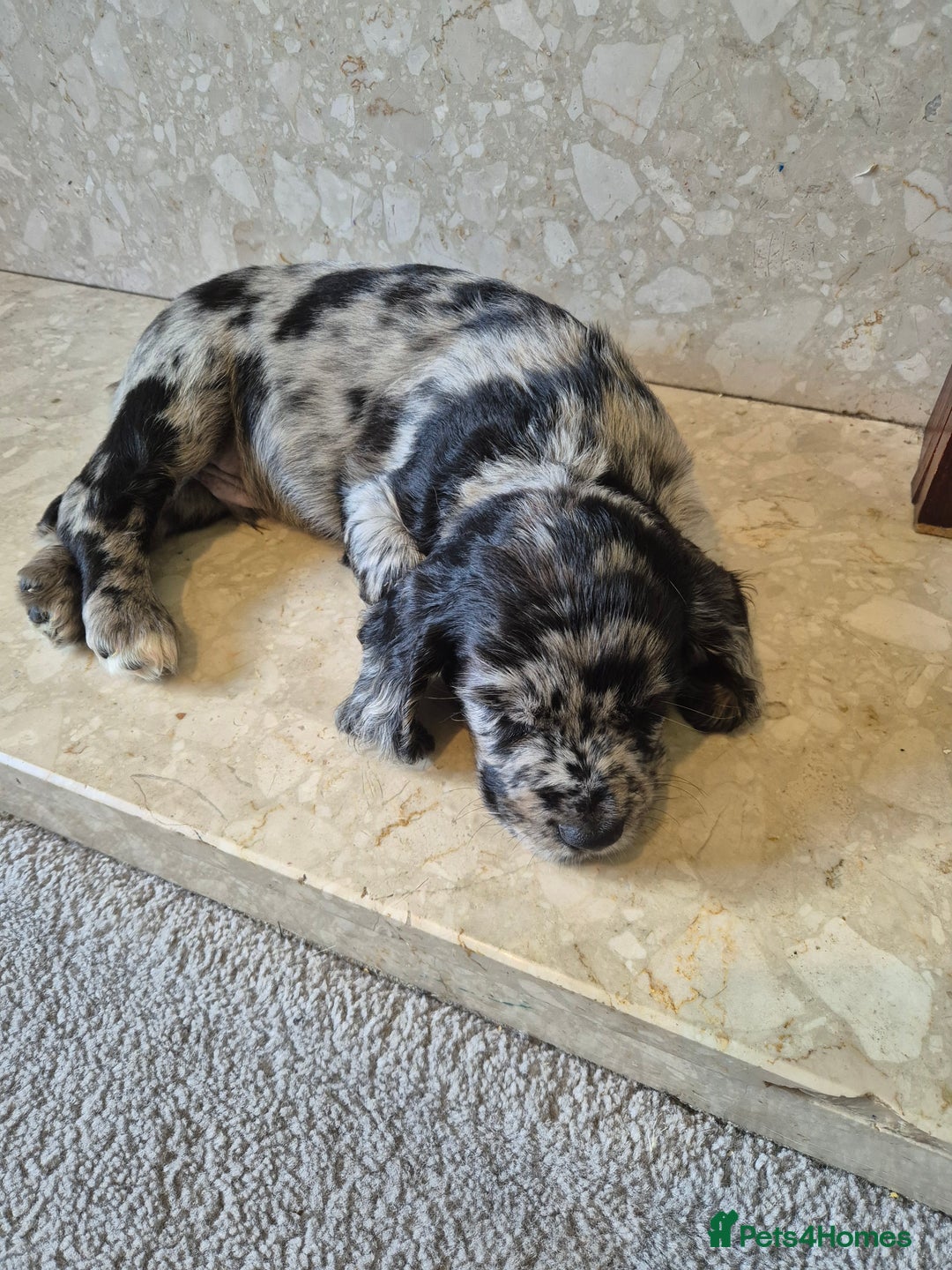 Cocker Spaniel dogs for sale: Merle, red and black cocker pups - Image 2