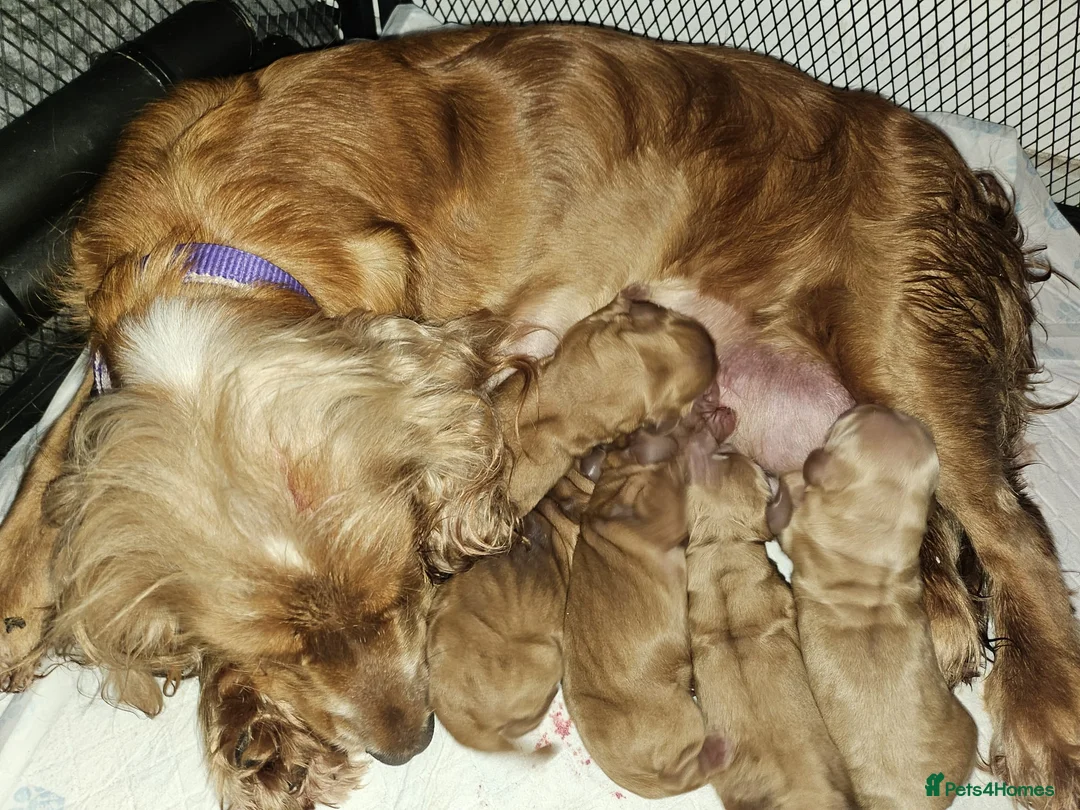 Cockapoo dogs for sale: Stunning F1 Cockapoo Puppies - Advert 6